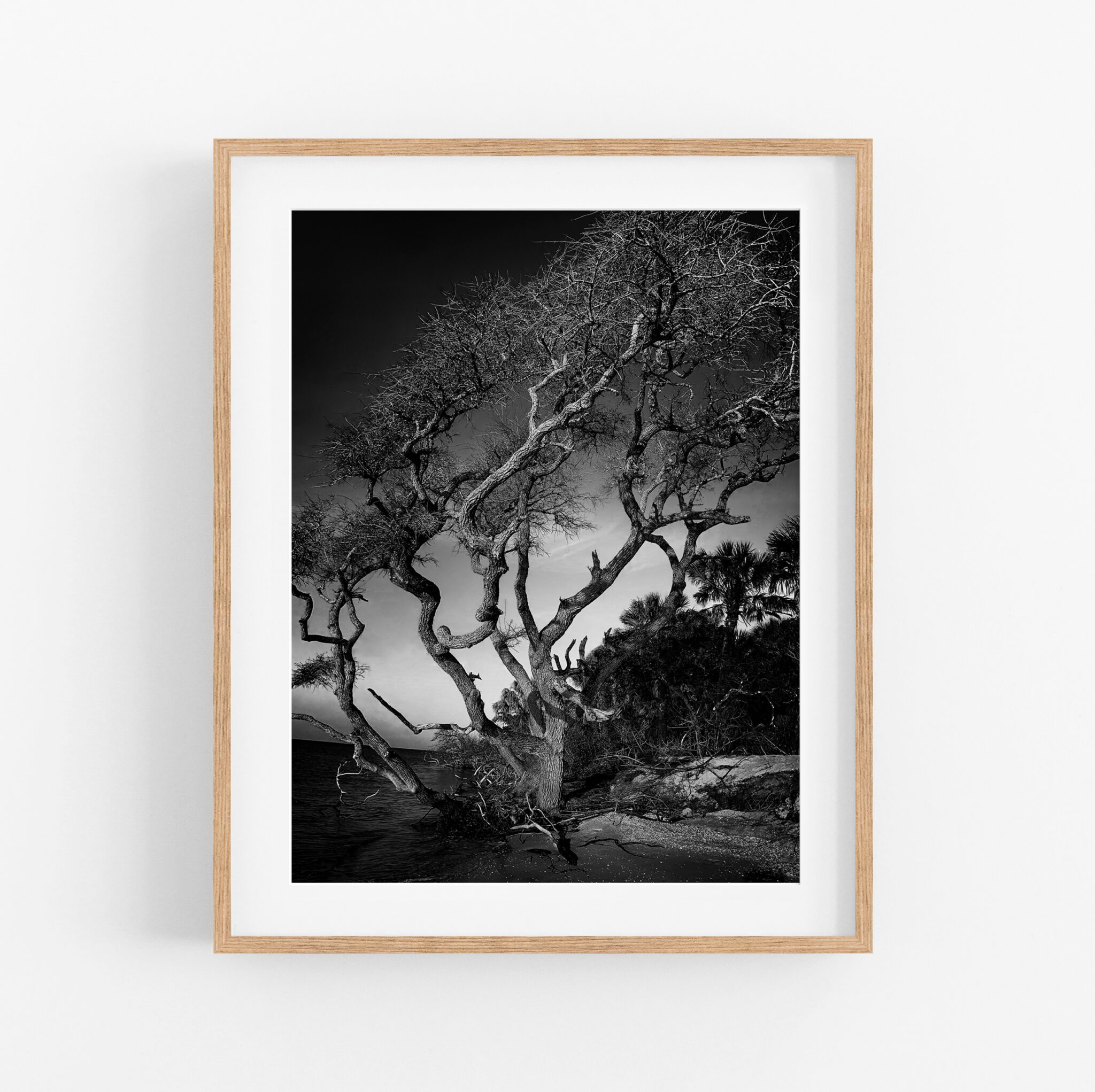framed print - cayo costa tree