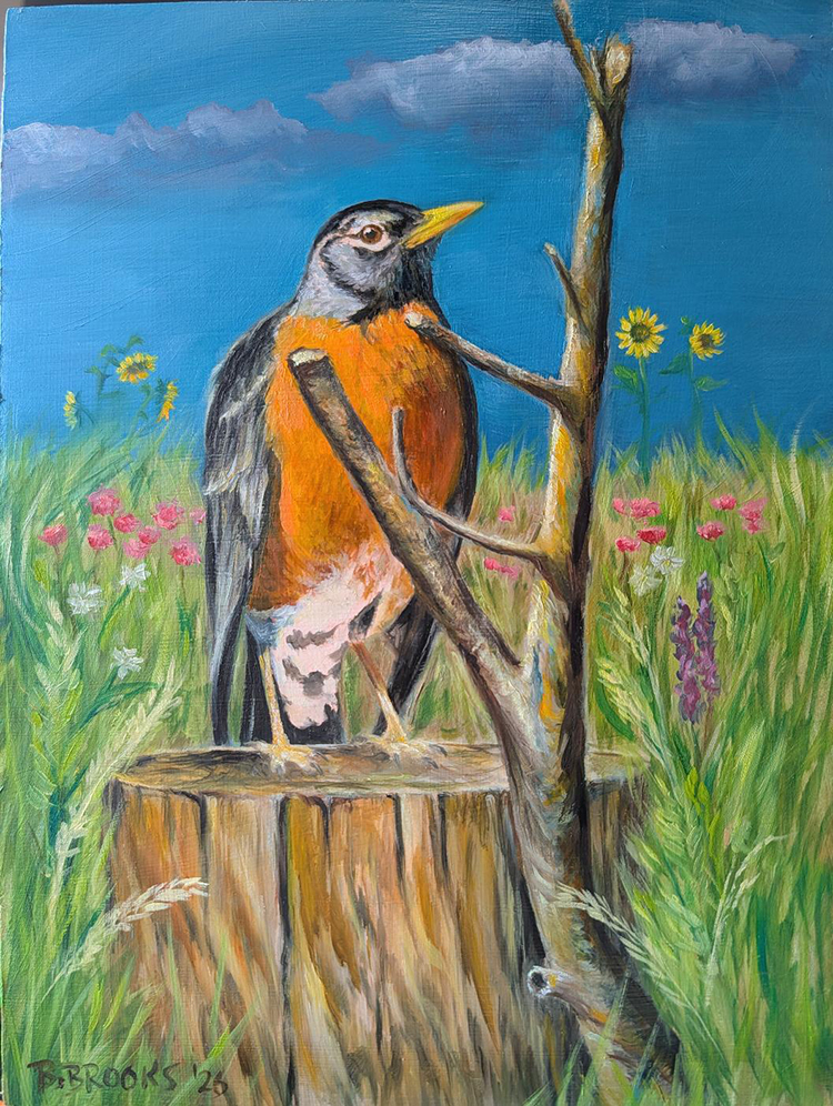 American Robin copy